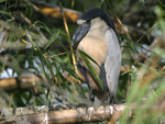 Boat-billed Heron    